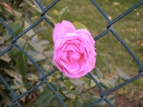 3_rose